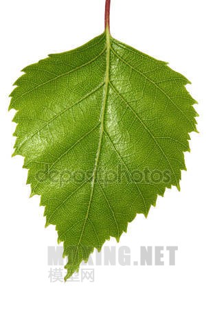 depositphotos_5527109-stock-photo-birch-leaf.jpg