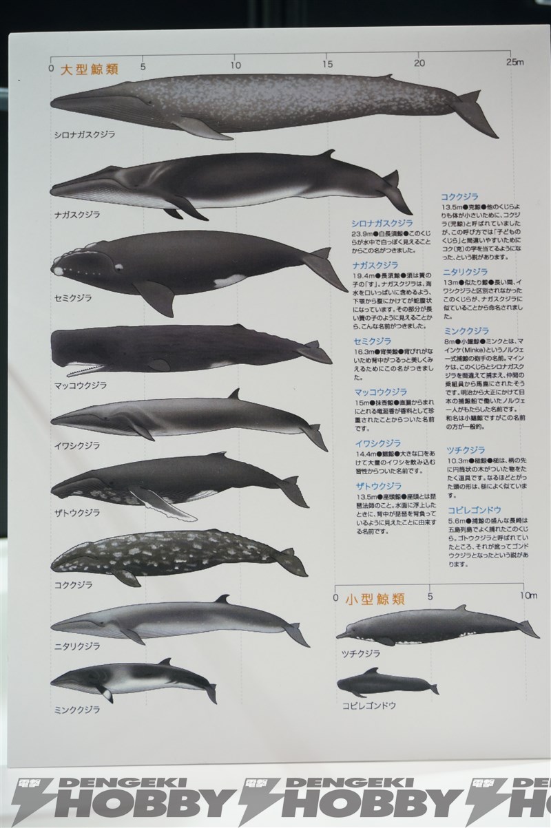 Wonder Festival 2015(冬)模型网特报-海洋堂篇