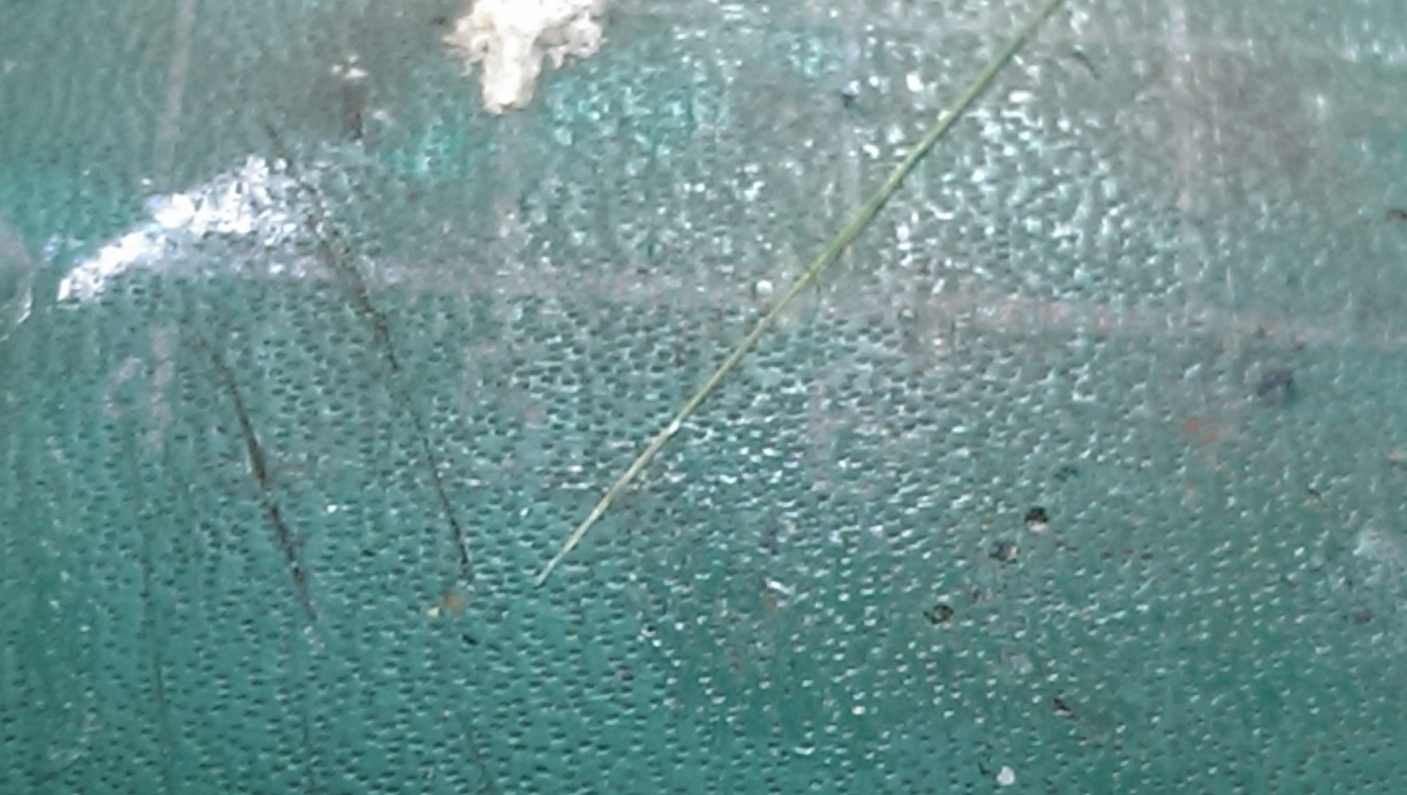 前端沾上白膠